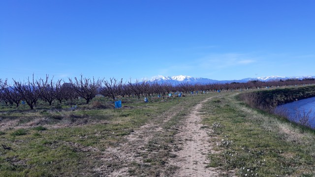 L'Agouille de la Mar au niveau d'Alenya